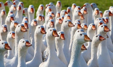 Barátaink és egyben beszállítóink